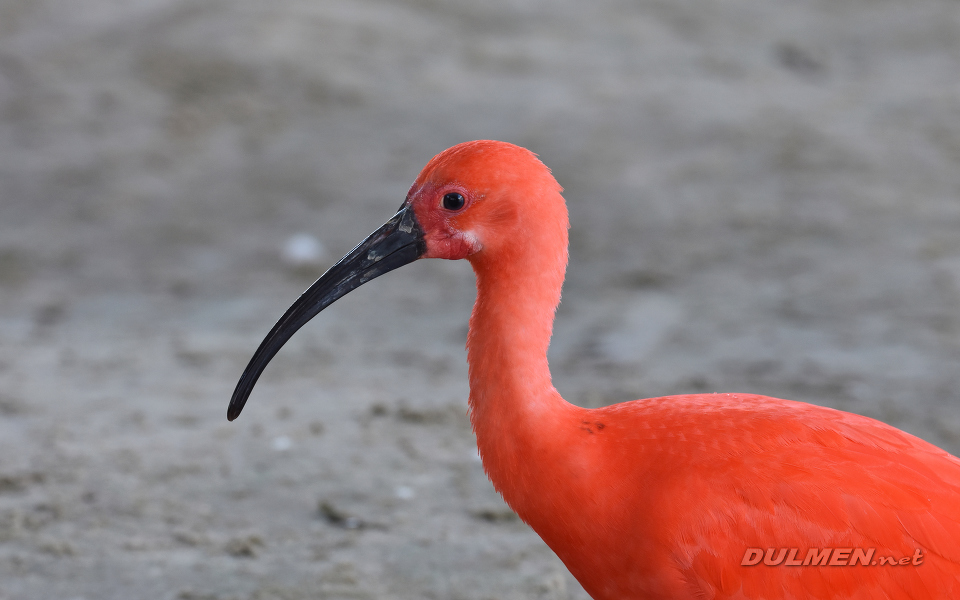 Scarlet Ibis (Eudocimus ruber)